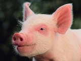 Schweinegrippe