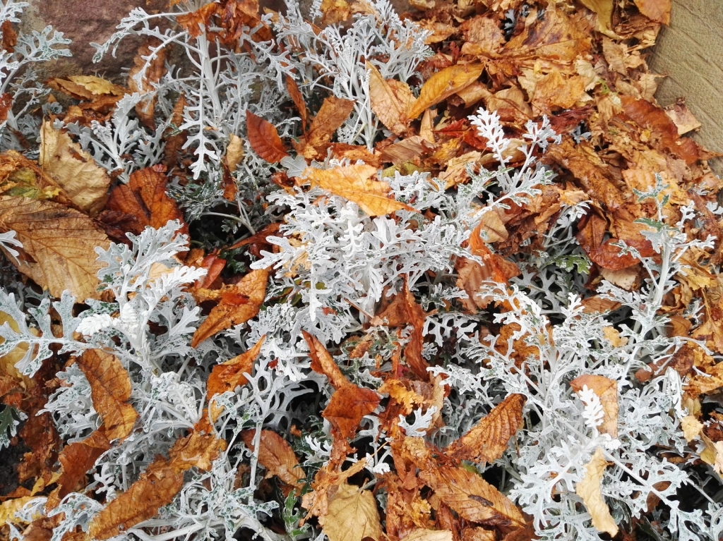 Herbst1.jpg