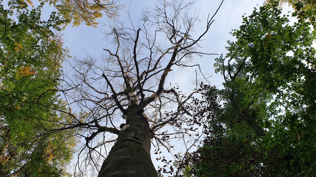 Geschädigter Baum, Bild Landratsamt Rhein-Neckar-Kreis