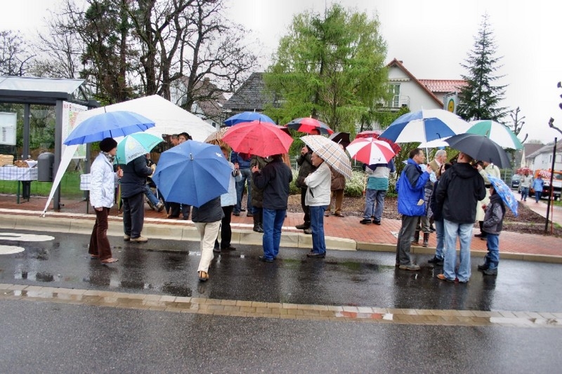 12 Jahre alte Blutbuche der Gemeinde Oftersheim gespendet 1