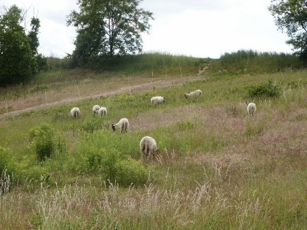 Schafe Friedenshöhe