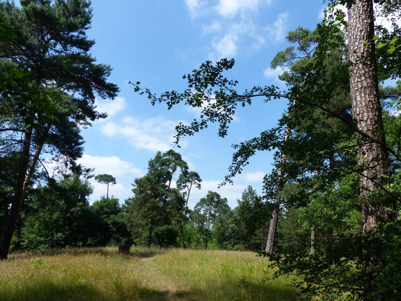 Lichter Wald