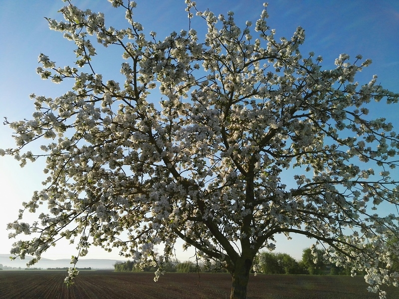 Obstbaum