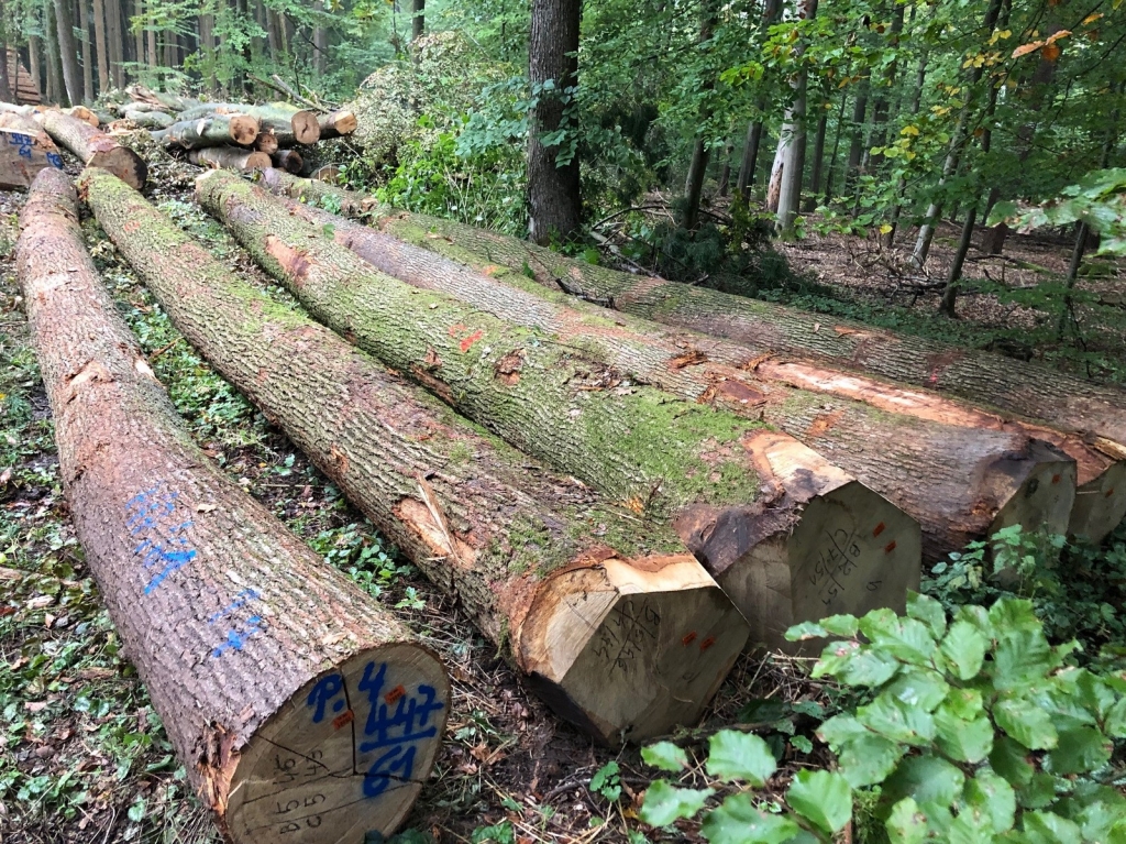 Gefällte Bäume: Die Nachfrage nach heimischen Hölzern ist groß: Das Kreisforstamt vermarktet sein Holz aus dem Rhein-Neckar-Kreis regional. (Quelle: Landratsamt Rhein-Neckar-Kreis)