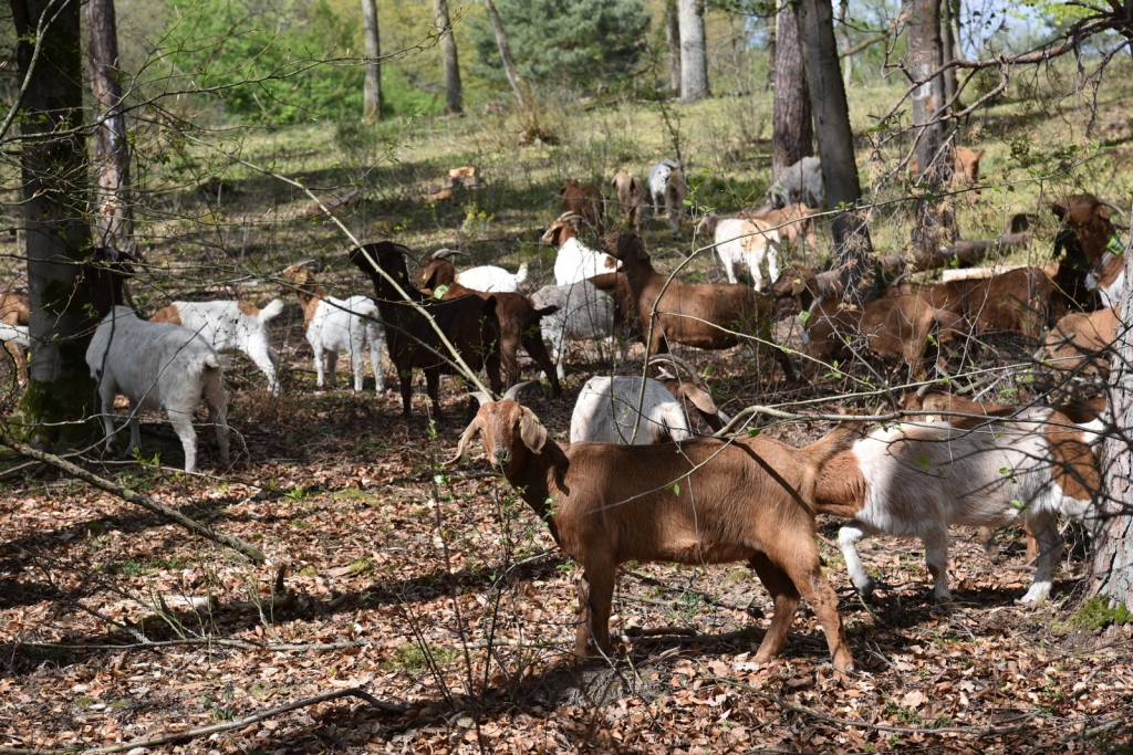 Ziegen im Oftersheimer Wald