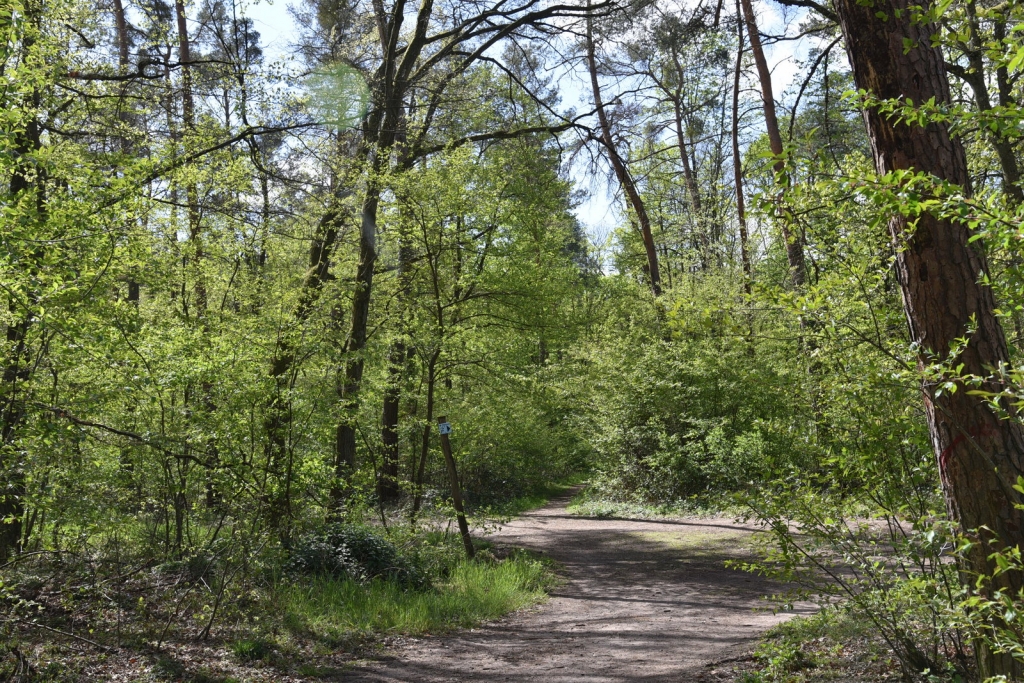 Oftersheimer Wald