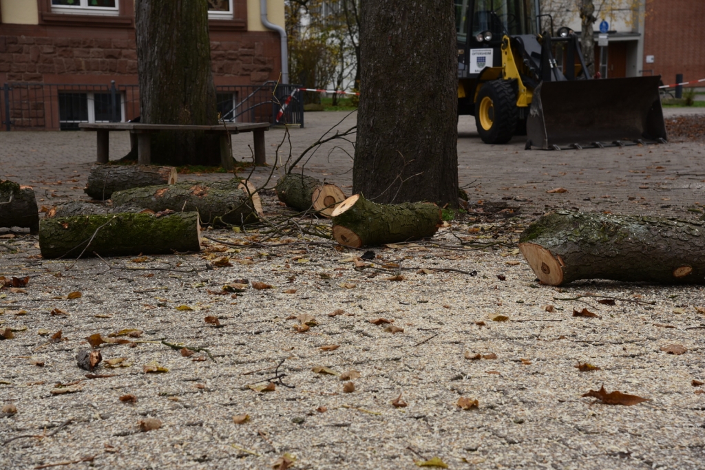 Die Stamm- und Aststücke fielen einzeln zu Boden, der mit Holzspänen bedeckt war.